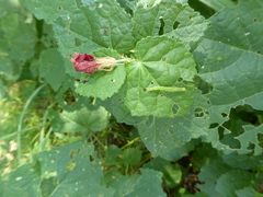 Bagisara rectifascia