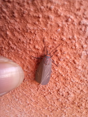 Pygarctia pterygostigma