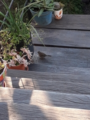 Zonotrichia capensis