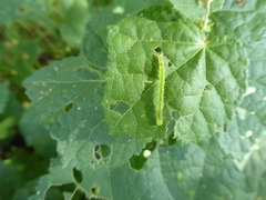 Bagisara rectifascia