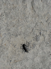 Epicauta atrivittata