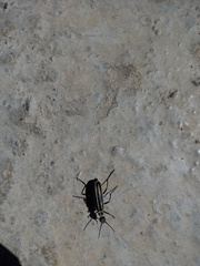 Epicauta atrivittata