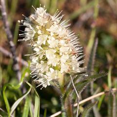 Echiostachys incanus