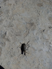 Epicauta atrivittata