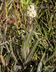 Echiostachys incanus