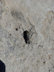 Epicauta atrivittata