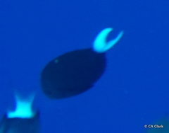 Acanthurus thompsoni