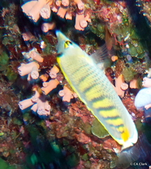 Chaetodon punctatofasciatus