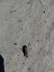 Epicauta atrivittata