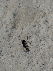 Epicauta atrivittata