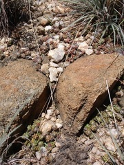 Anacampseros decapitata