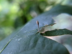 Andricus chinquapin