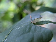 Andricus chinquapin