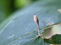 Andricus chinquapin
