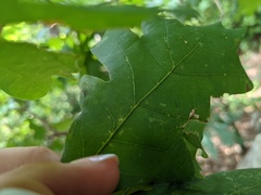 Andricus chinquapin