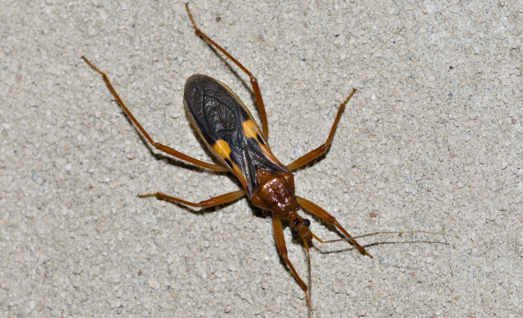 Zelurus fulvomaculatus