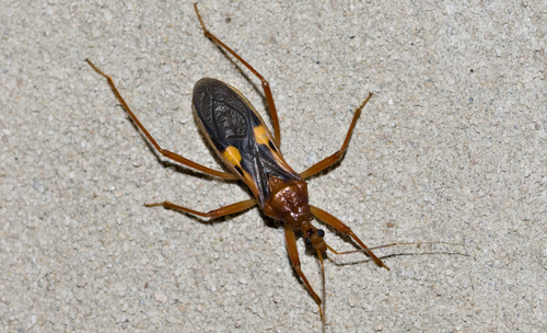 Zelurus fulvomaculatus