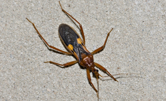 Zelurus fulvomaculatus