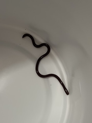 Indotyphlops