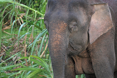 Elephas maximus borneensis