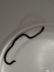 Indotyphlops