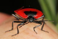 Dismegistus binotatus