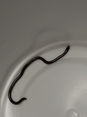 Indotyphlops