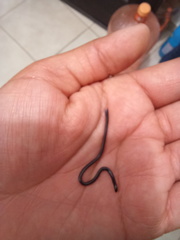 Indotyphlops