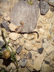 Indotyphlops