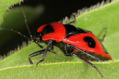 Dismegistus binotatus