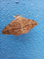 Anticarsia gemmatalis