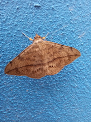 Anticarsia gemmatalis