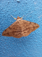 Anticarsia gemmatalis