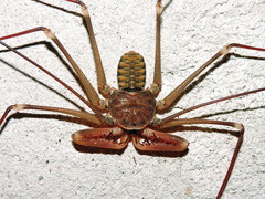 Acanthophrynus coronatus