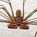 Tailless Whipscorpions - Photo (c) Cheryl Harleston López Espino, some rights reserved (CC BY-NC-ND)