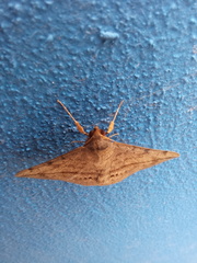 Anticarsia gemmatalis