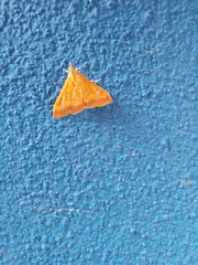 Pyrausta pseudonythesalis