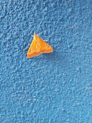Pyrausta pseudonythesalis