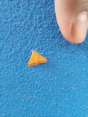 Pyrausta pseudonythesalis