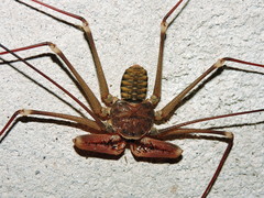 Acanthophrynus coronatus