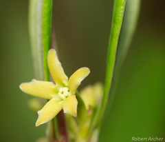 Cryptolepis oblongifolia
