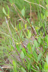 Cryptolepis oblongifolia