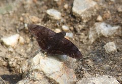 Pellicia arina