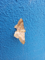 Psamatodes abydata