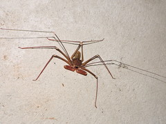 Acanthophrynus coronatus