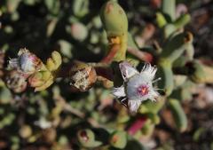 Stoeberia frutescens