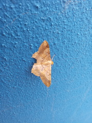 Psamatodes abydata