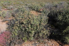 Stoeberia frutescens