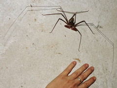 Acanthophrynus coronatus