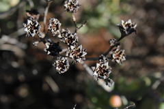 Stoeberia frutescens